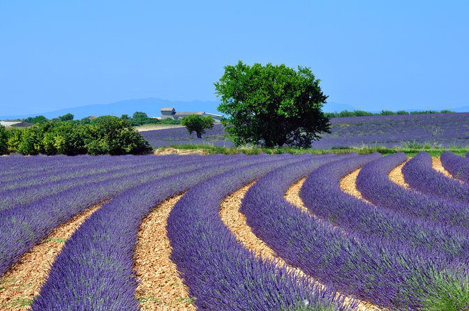 grasse lavender fields