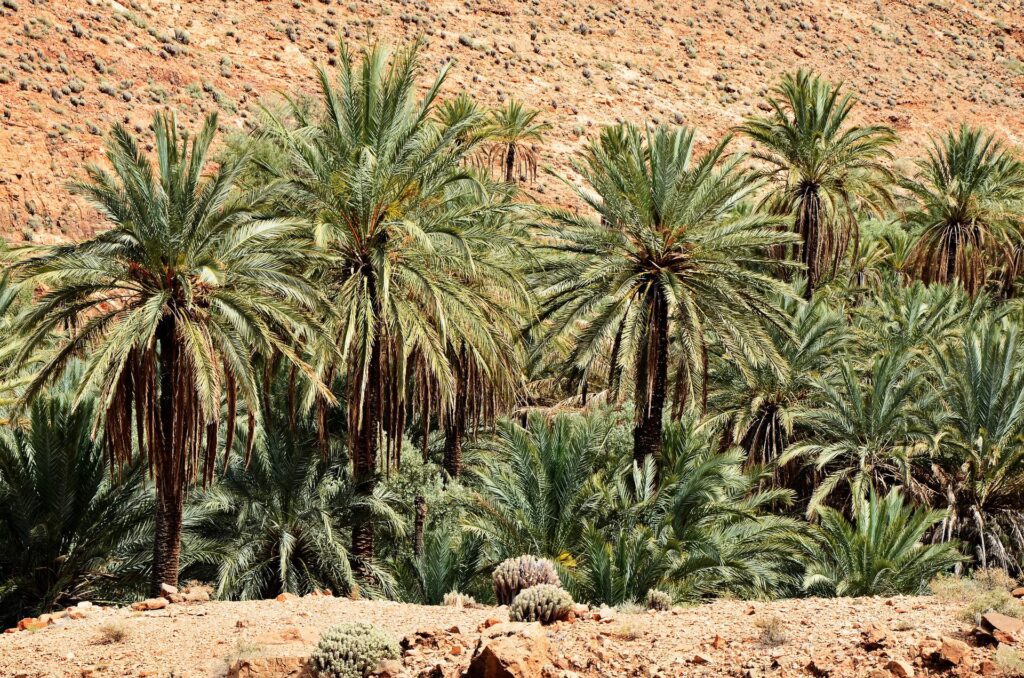 marrakech palm grove