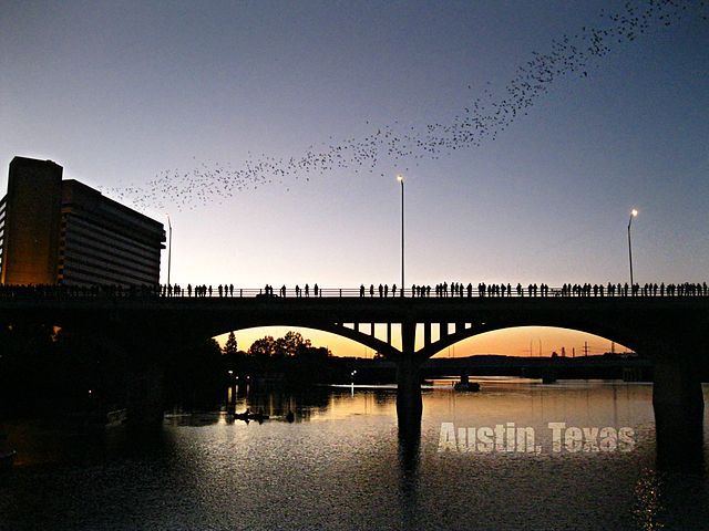 congress avenue bridge bats