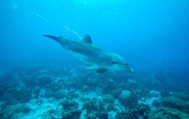 dolphin snorkeling zanzibar