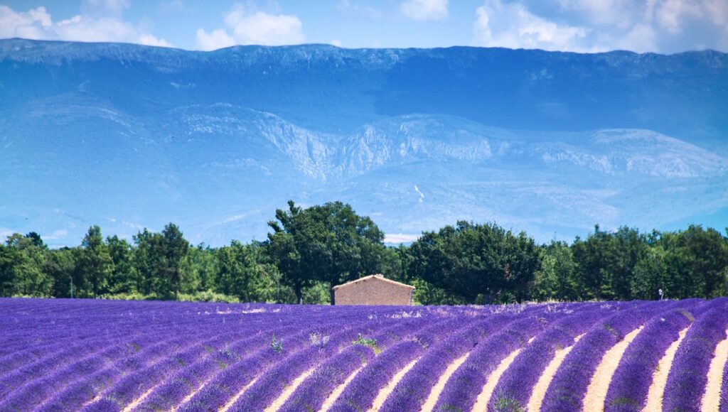 lavender fields valensole