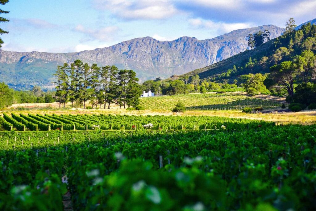 cape town wineries